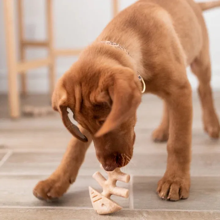 Benebone Puppy  Tiny Fishbone 2-Pack, Dog Toy